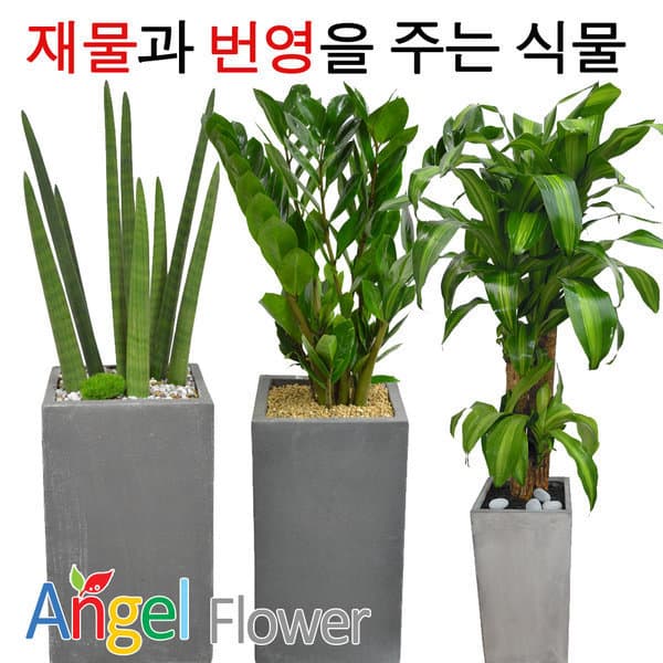 엔젤플라워_ 공기정화식물 개업화분 - 최저가 49,500원