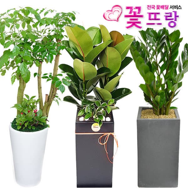 꽃뜨랑 행운목 금전수 공기정화식물