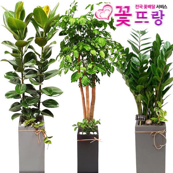 꽃뜨랑 스투키 행운목 화분 - 최저가 68,500원