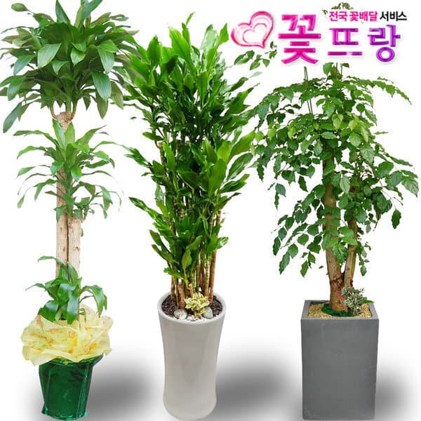 꽃뜨랑 전국꽃배달 2m 대형화분 행운목 개업화분 - 최저가 78,900원