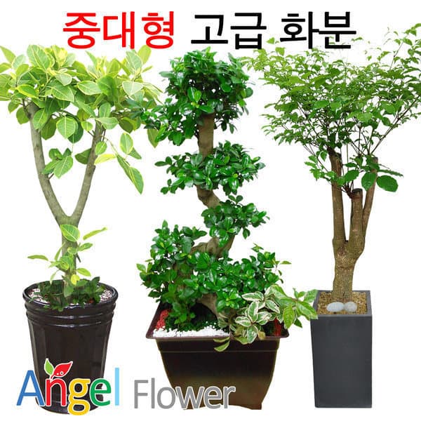 엔젤플라워_ 2M 특대형 화분 행운목 - 최저가 66,000원