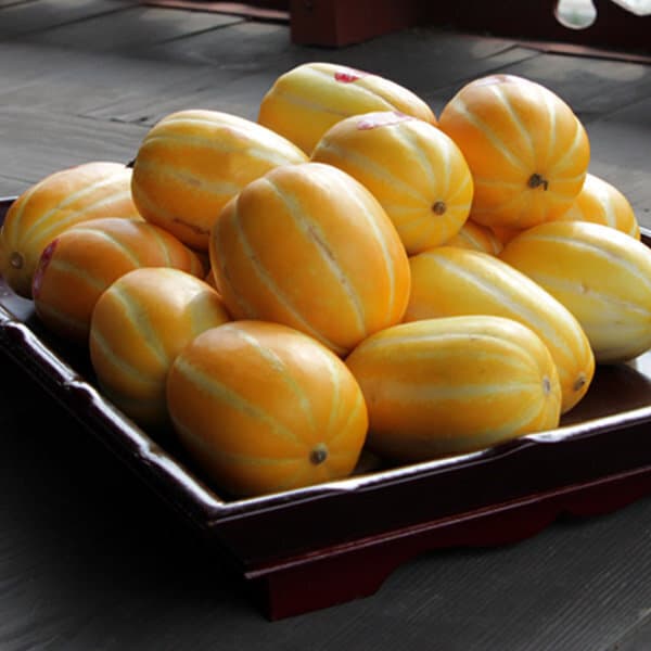 재호농산 성주 꿀 참외 10kg 혼합