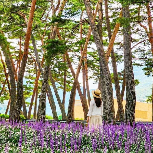 로망스투어 경상 맥문동 솔숲장각폭포 학전망대 상주박물관 상주중앙시장 상주당일 - 최저가 22,900원