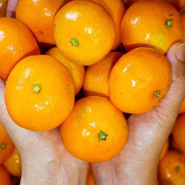재일영농조합천하일품 천하일품 제주 하우스 감귤 1.5kg - 최저가 10,900원