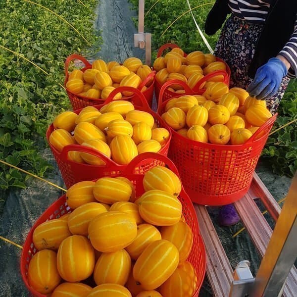 건강한믿음 다담농산 성주참외 6kg 혼합과 실속가정용