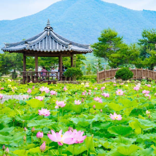 로망스투어 신정호지방정원 연꽃+타운홀전망대+독립기념관+천안중앙시장+카페_천안시티투어