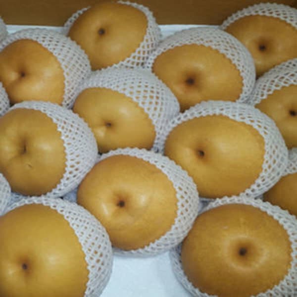 땡이네과일가게 전라도 배 15kg(26~30과) 중과