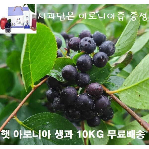 문경새재웰빙하우스 햇 아로니아 생과 10kg 2026년 문경