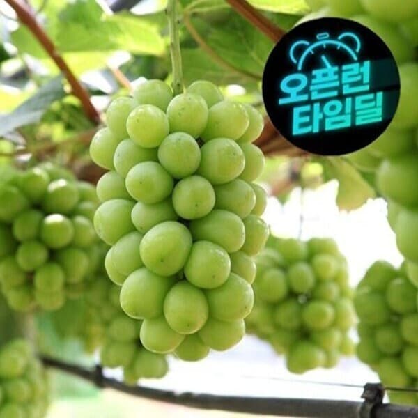 참외나라과일세상 샤인머스켓 망고포도 2kg