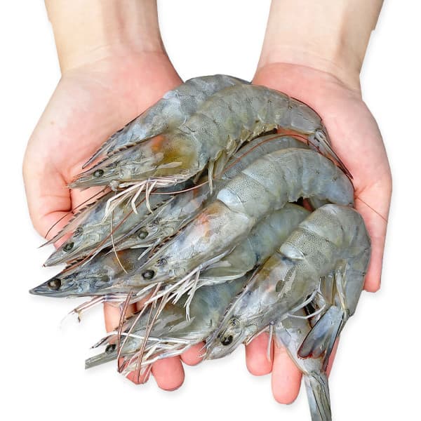 도리마켓 국내산 신안 흰다리 새우 왕새우 1kg 40미