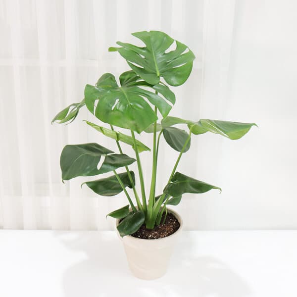 갑조네 몬스테라(대품) 개별배송 실내인테리어 공기정화식물 - 최저가 22,500원
