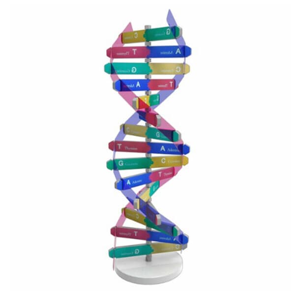 에디슨과학키트 DNA 입체 모형 만들기(10인용) - 최저가 33,000원