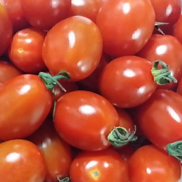 과사랑 대추방울토마토 5kg