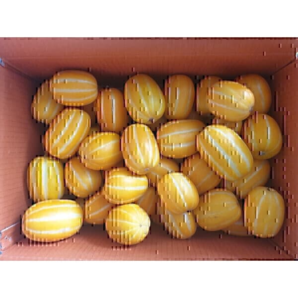 석군참외농장 성주참외 가정용 몬난이 참외 10kg