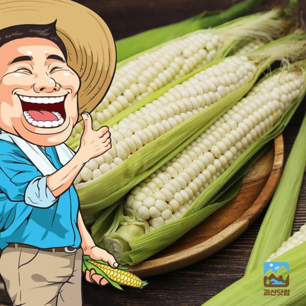 Goesan.com(괴산닷컴) 괴산닷컴/작목반장 괴산대학찰옥수수 30개