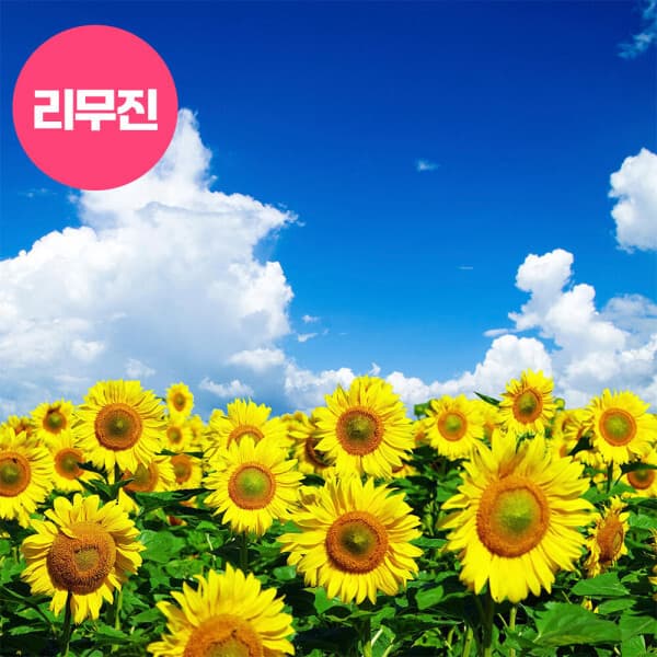 로망스투어 태백 해바라기 축제+정선만항재+하늘전망대+황지자유시장 당일 투어