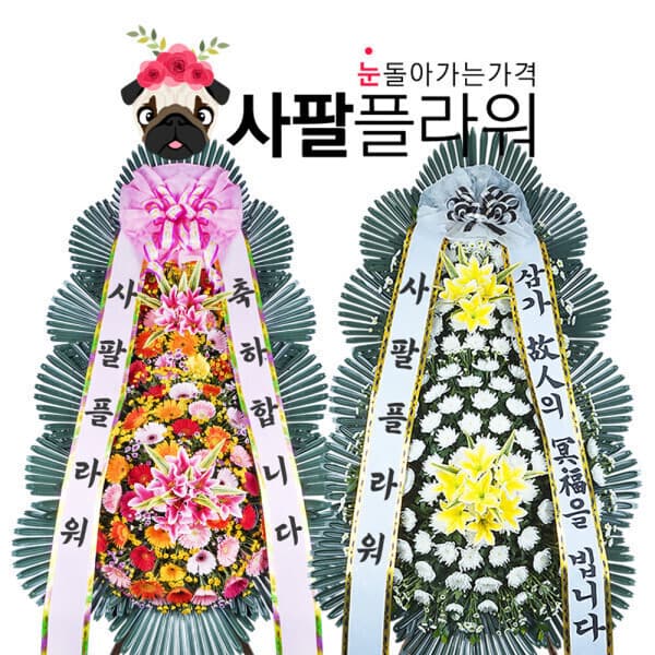 사팔플라워 사팔플라워 축하 근조화환 동양란 서양란 관엽 - 최저가 48,000원