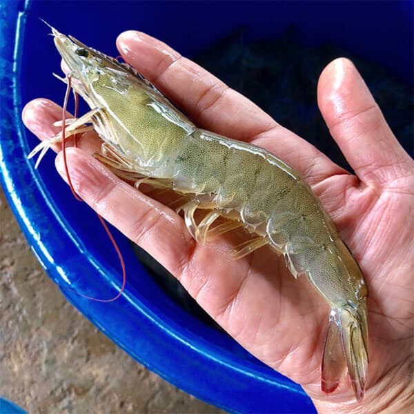 대한민국농수산 국내산 제철 흰다리 왕새우 1kg 생 새우회 횟감 - 최저가 39,900원