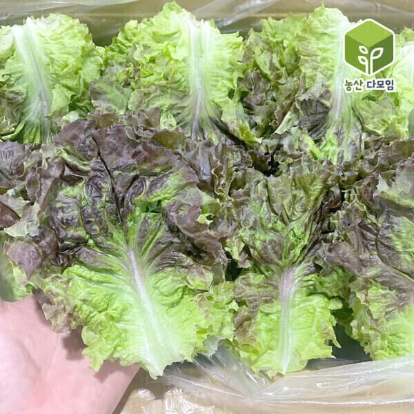 농산다모임 국내산 포찹 꽃상추 4kg