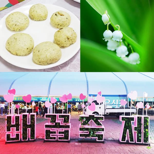 로망스투어 양구 배꼽축제 곰취찐빵 만들기 체험 DMZ자생식물원 투어 - 최저가 26,900원