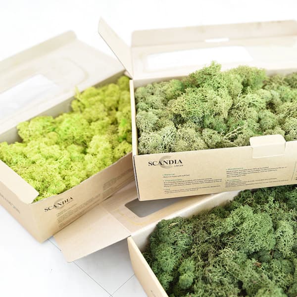 그린테라피1 공기정화 스칸디아모스 천연이끼 500g DIY 2가지 색상 혼합 - 최저가 23,000원