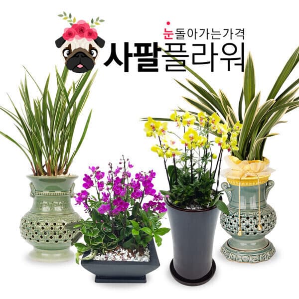사팔플라워 핑크호접란 만천홍