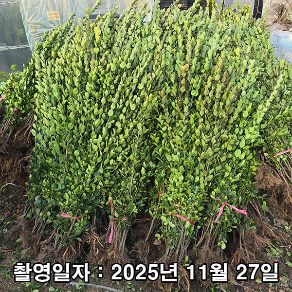 착한가격나무생각 나무생각 사철나무 1.5m 10주 - 최저가 25,000원