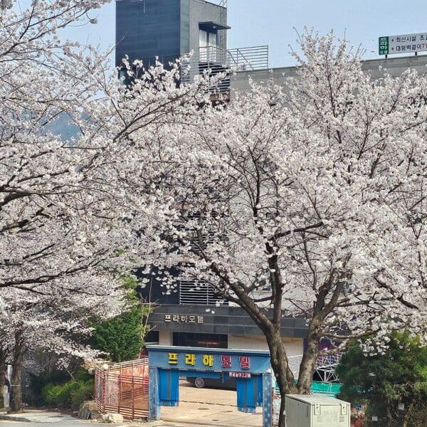 여기어때국내숙박 동학사 프라하 - 최저가 35,000원