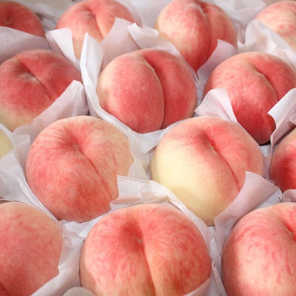 세상모든농부 세모농 제철 딱딱이 백도 복숭아 4kg