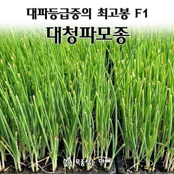 모종심는아빠 대파모종 F1 대청파 200구
