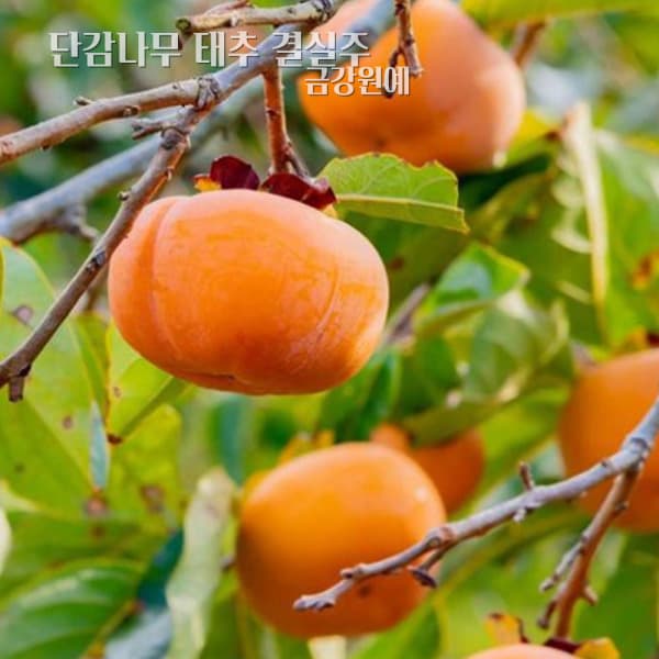 금강원예종묘 감나무 단감 태추 결실주(H1.5 X R2~3) 금강원예 - 최저가 40,000원