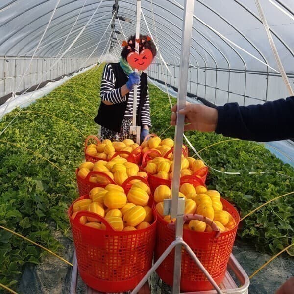닥터참 다담농산 성주참외 9-10kg 특대과 개당600-900g