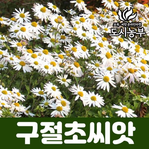 도시의농부 구절초 씨앗 500g 야생화 씨앗 - 최저가 72,160원