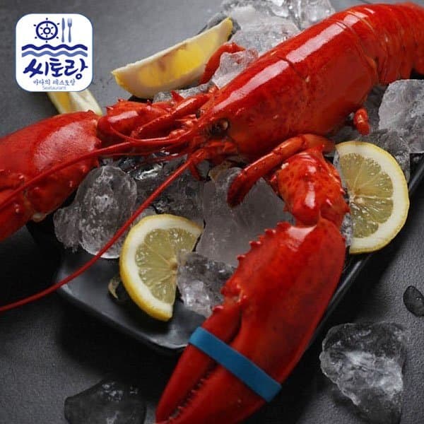 신세계몰 (씨토랑)캐나다 자숙랍스터 대 4미 400~450g
