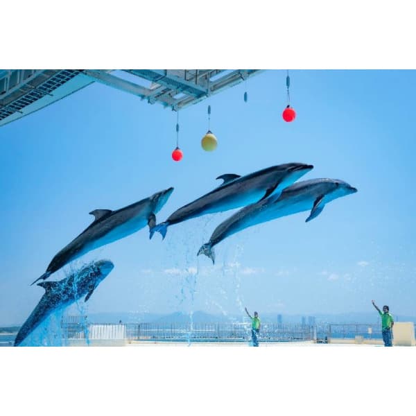 투어비스투어티켓 마린월드 우미노나카미치 (Marine World Uminonakamichi) 티켓 성인