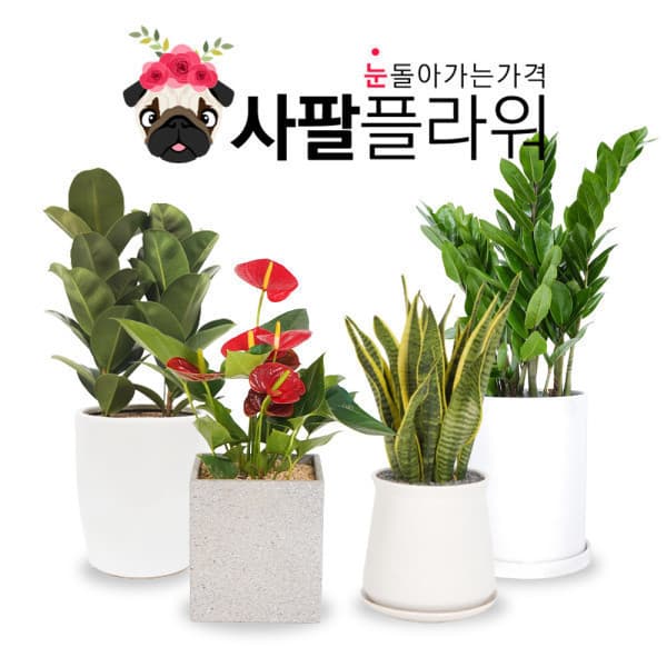 사팔플라워 관엽식물 금전수 안시리움 산세베리아 스파트필름 고무나무 - 최저가 86,000원
