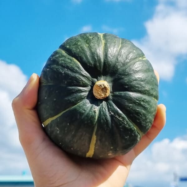 아도뭉스토어 밤호박 미니단호박 제주단호박 보우짱 5kg