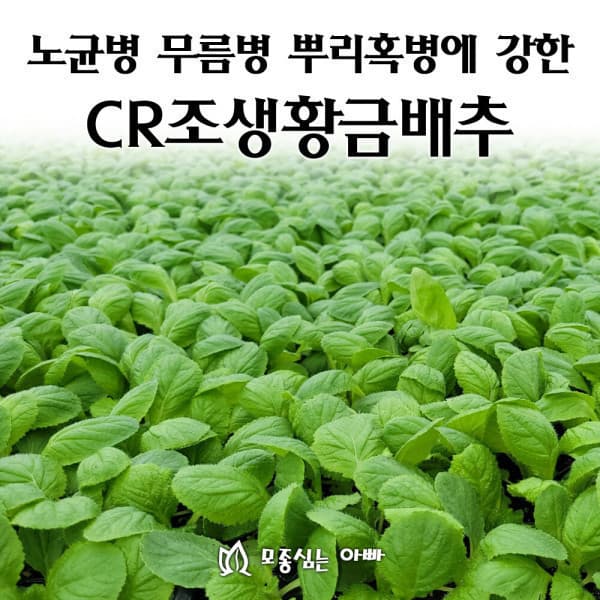 모종심는아빠 CR조생 황금배추 모종 105개
