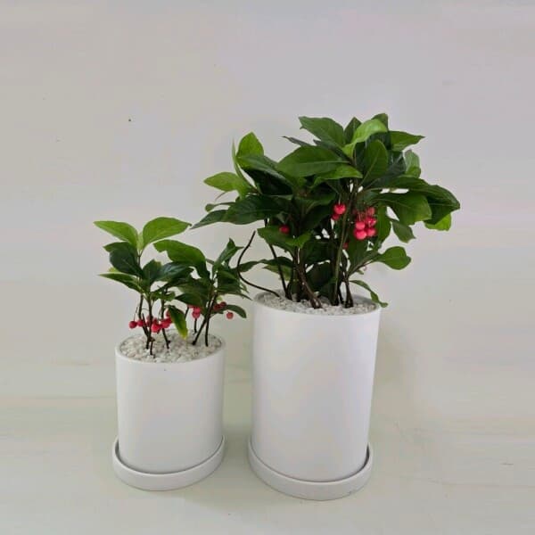 gadeninghouse 천냥금 (중) - 최저가 29,900원