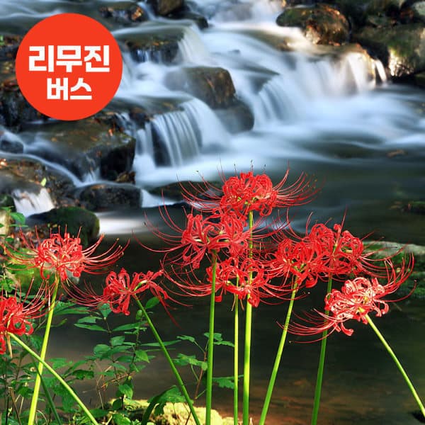 로망스투어 영광불갑산상사화축제 + 영광굴비거리 + 황룡강생태공원 투어 - 최저가 65,000원