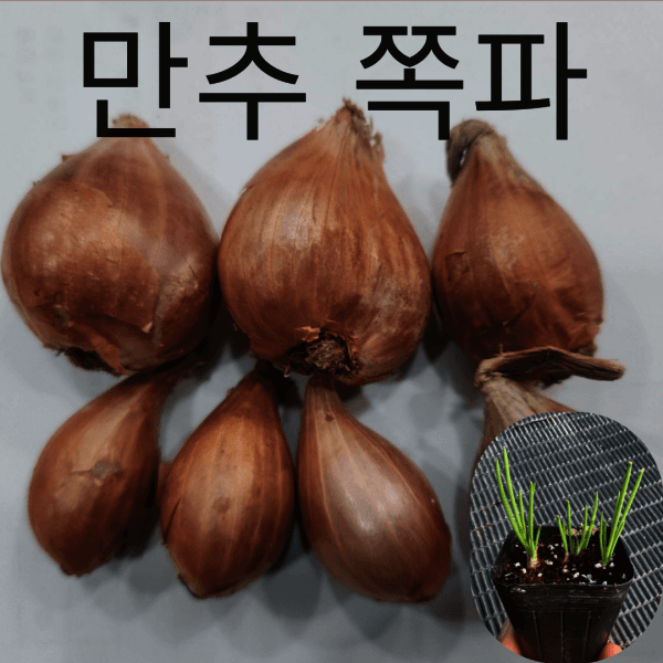 조촌식물병원 조촌육묘장 쪽파종구 1kg 발아테스트완료 - 최저가 17,900원
