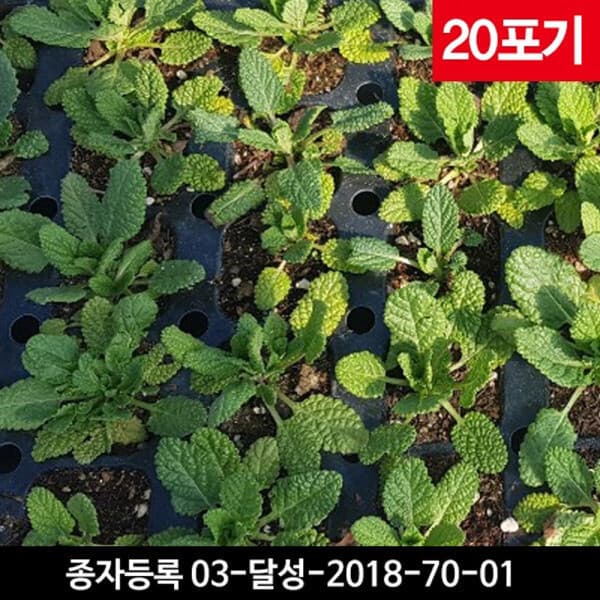 약선생 곰보배추모종 20포기