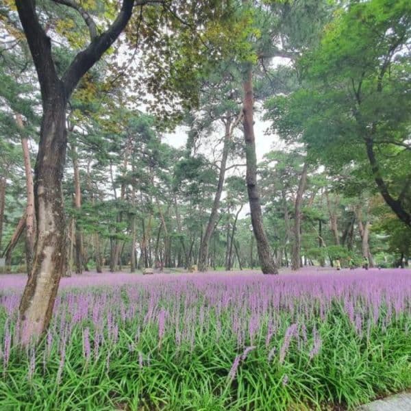 (주)테마캠프 상주 당일여행 경천대 남장사 맥문동솔숲 장각폭포