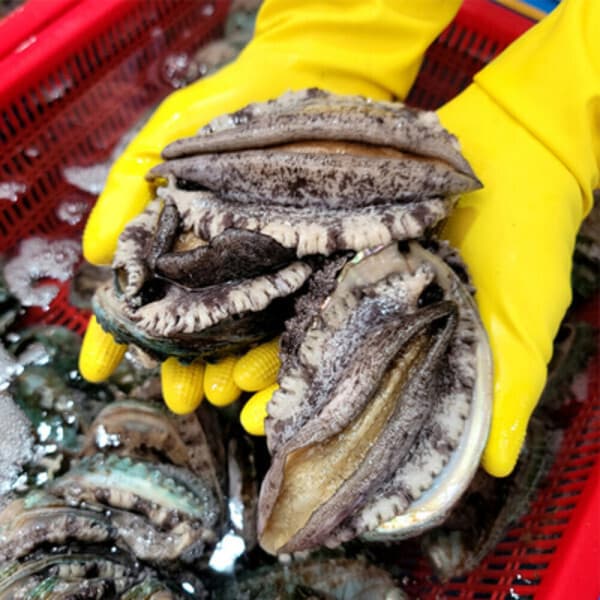 이순신수산 완도 전복 참전복 1kg (11-12미)