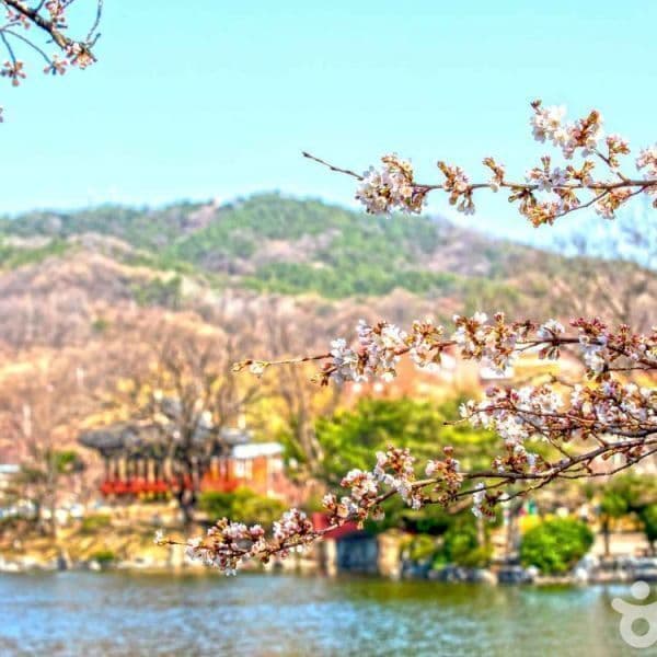 (주)테마캠프 봄빛 가득한 김천 직지사 연화지 방초정 부항댐출렁다리 당일여행