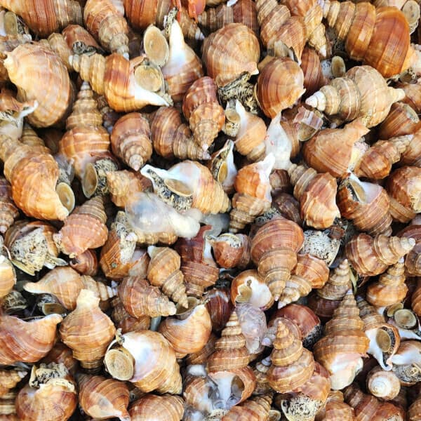 다원농수산 포항 당일바리 활 살고동 고추골뱅이 1kg 소 (50미 내외) / 대 (20미 내외)