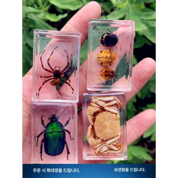뭔데트레이더스 아크릴 모형 세트 곤충표본