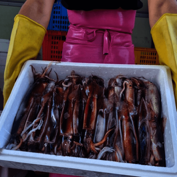 아내의레시피 국내산 활 채낚오징어 1kg 통찜 횟감 - 최저가 16,080원