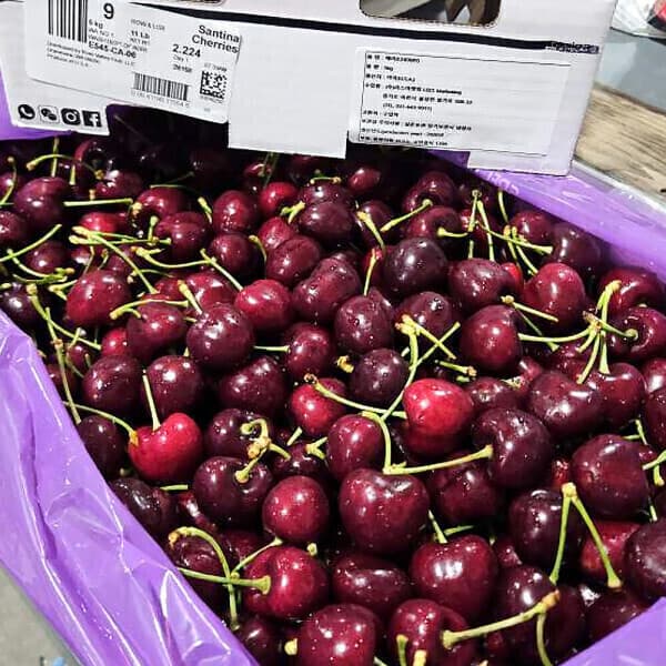 수련에프앤비 직수입 워싱턴 생체리 9-10.5R 1kg - 최저가 19,870원