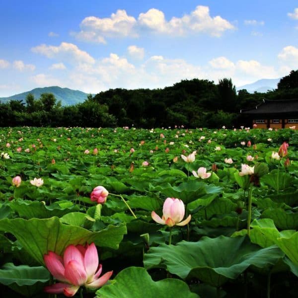 (주)테마캠프 지리산 뱀사골 천년송 트레킹 실상사 함양상림 당일여행 - 최저가 37,000원
